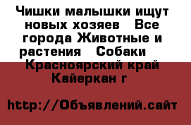   Чишки-малышки ищут новых хозяев - Все города Животные и растения » Собаки   . Красноярский край,Кайеркан г.